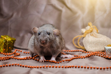 Gray rat agouti standard dumbo on brown background sits near New Year bag and present, with yellow shining