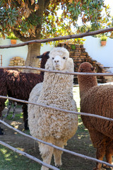 Peru - Arequipas - Llamas dominate this country but they're all pretty much kept for farming purposes - wooly jumpers and other clothing