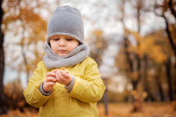 Little boy in a yellow coat and grey hat and scarf plays outdoors in the autmn park in yellow...