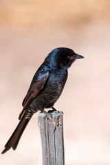Fork Tailed Drongo, South Africa, One, solitary, close up