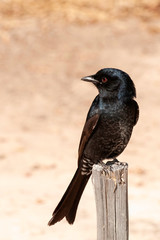 Fork Tailed Drongo, South Africa, One, solitary, close up