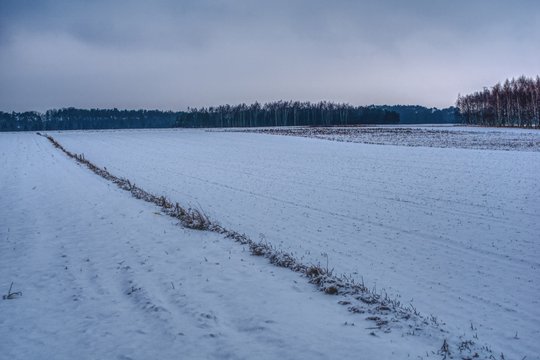 pochmurny zimowy dzień, pola oddzielone miedzą pokryte śniegiem
