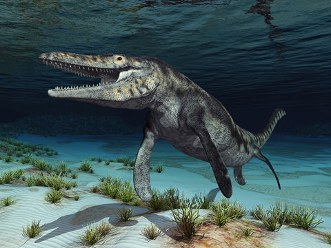 Mosasaurier Tylosaurus