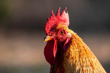 Rooster, Male chicken, head only, side angle, 