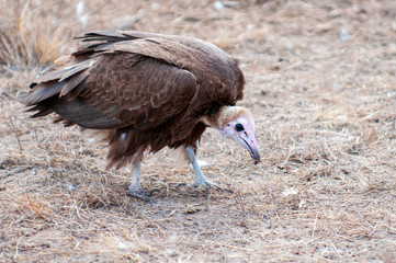 cape vulture juvenile, South Africa, eating elephant carcass, death, decay, feeding