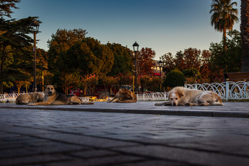 Fototapeta premium four dogs sleeping on a sidewalk in a downtown area of Istanbul between Hagia SOphia museum and the Blue Mosque early in morning during sunrise.