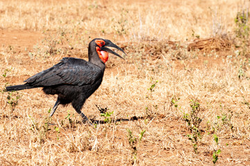 southern ground hornbill, South Africa, walking on grass