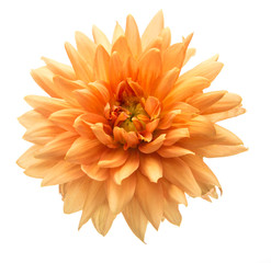 orange dahlia isolated on white background