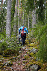 climber in a blue jacket with his equipment in his hands and on the belt up the forest path. autumn