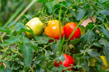 Bush tomatoes ripe in the garden. Tomatoes are ready for harvest