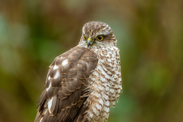 Eurasian sparrowhawk (Accipiter nisus)