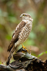 Eurasian sparrowhawk (Accipiter nisus)