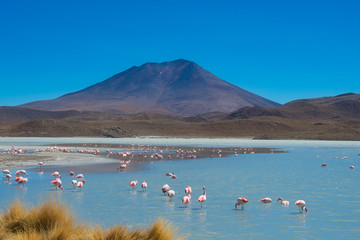 Flamingos Bolivien