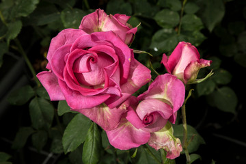 beautiful rose buds in the garden