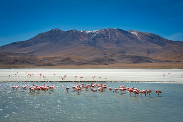 Flamingos Bolivien