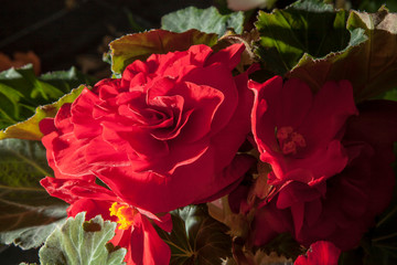 wonderful perfekt dark red begonias flower