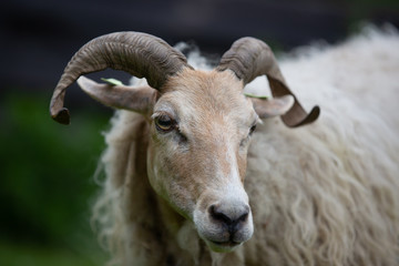 Drenth Heath Sheep