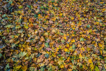 Colourful autumn - stock photo