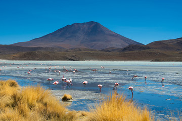 Flamingos an der Lagune