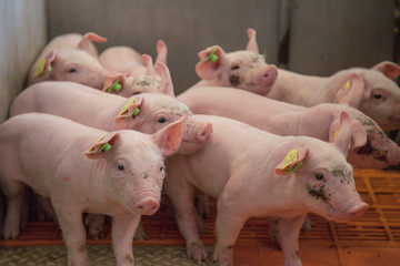 piglet breeding  in the barn in austria
