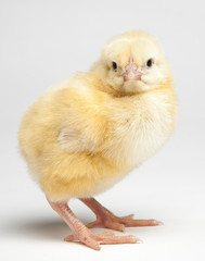 young chick isolated on white background