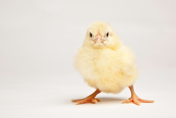 young chick isolated on white background