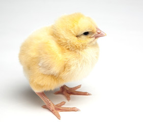 young chick isolated on white background