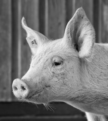 Portrait of a piglet in the stable black and white