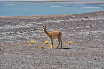 Guanaco Bolivien