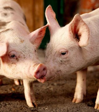 Portrait of piglets in the stable
