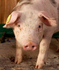 Portrait of a piglet in the stable