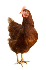 Fototapeta premium brown chicken isolated on white background