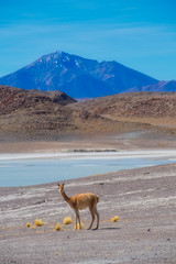 Guanaco