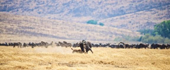 Fototapeta na wymiar Hyena attacks Wildebeest
