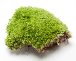 isolated green moss on white background