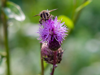 flower, bee, insect, nature, thistle, macro, plant, purple