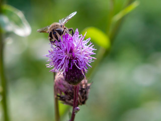 flower, bee, insect, nature, thistle, macro, plant, purple