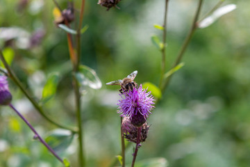 flower, bee, insect, nature, thistle, macro, plant, purple