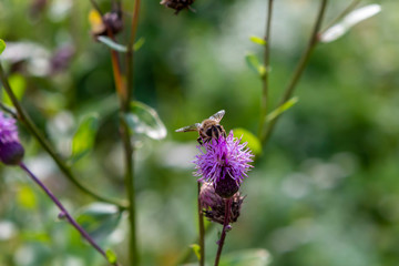 flower, bee, insect, nature, thistle, macro, plant, purple
