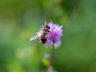 flower, bee, insect, nature, thistle, macro, plant, purple