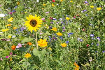 colorful rich flowering meadow in the alps in summer