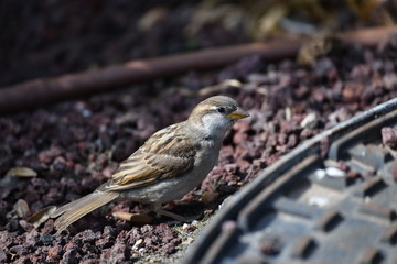 sparrow in natural habitat