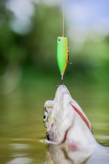 fish on hook. stalemate and hopelessness. fishing on lake. Good catch. hobby and sport activity....