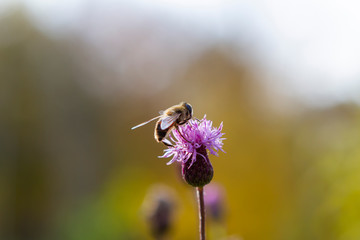 flower, bee, insect, nature, thistle, macro, plant, purple