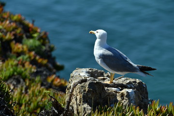 seagulls in the natural environment by the sea