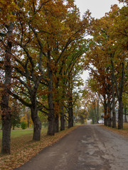 Fototapeta na wymiar autumn landscape with tree avenue, cloudy day