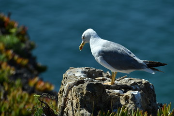 seagulls in the natural environment by the sea