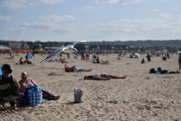 Fototapeta na wymiar seagulls in the natural environment by the sea