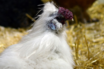 chickens and roosters in a children's contact zoo