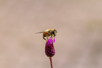 flower, bee, insect, nature, thistle, macro, plant, purple